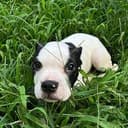 cowpup