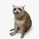 CASHCAT