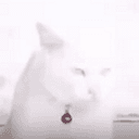 CATBULL