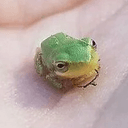 ᶠʳᵒᵍ