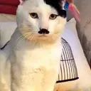 Kitler