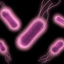 Salmonella
