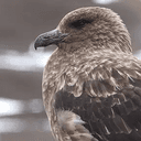 H5N1