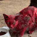 Devil
