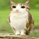 meowl