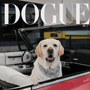 Dogue