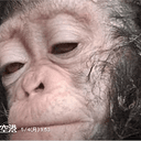 Chimps