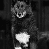 Balto