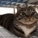 TRAINCAT