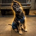 Saban