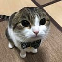 catlyy1