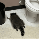 drunkcoon