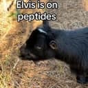 Elvis