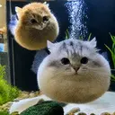 puffercat
