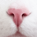 TESLACAT