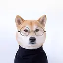 iDog
