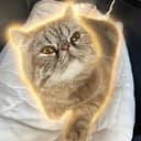 Toast
