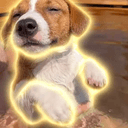 TAPDOG