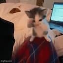 CATTER