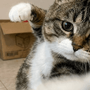 Punch