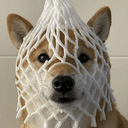 wDOG