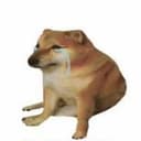 Cash Doge