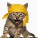 咆哮小猫