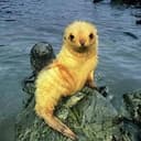 Seal