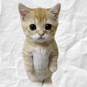 Kitty