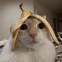 BCAT