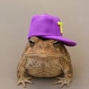 toadwif