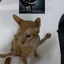 NINJACAT