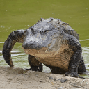 GATOR