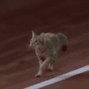 MEOWT