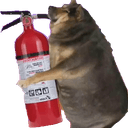 FD