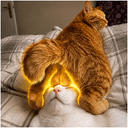 CATSACK
