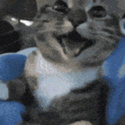 HAPPYCAT