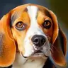 BEAGLES