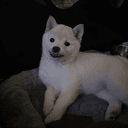 NEWDOGE