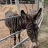 chinzebra