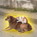 dogwifcat