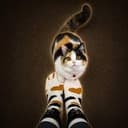 matchcat