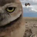 Hoo