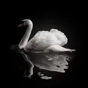 SWAN