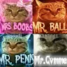 Mr.Cat