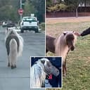 PONYLEADS