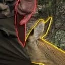 deer hello