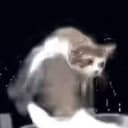 洗衣猫