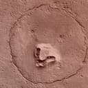 Marsbear