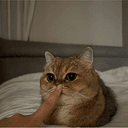 Hush